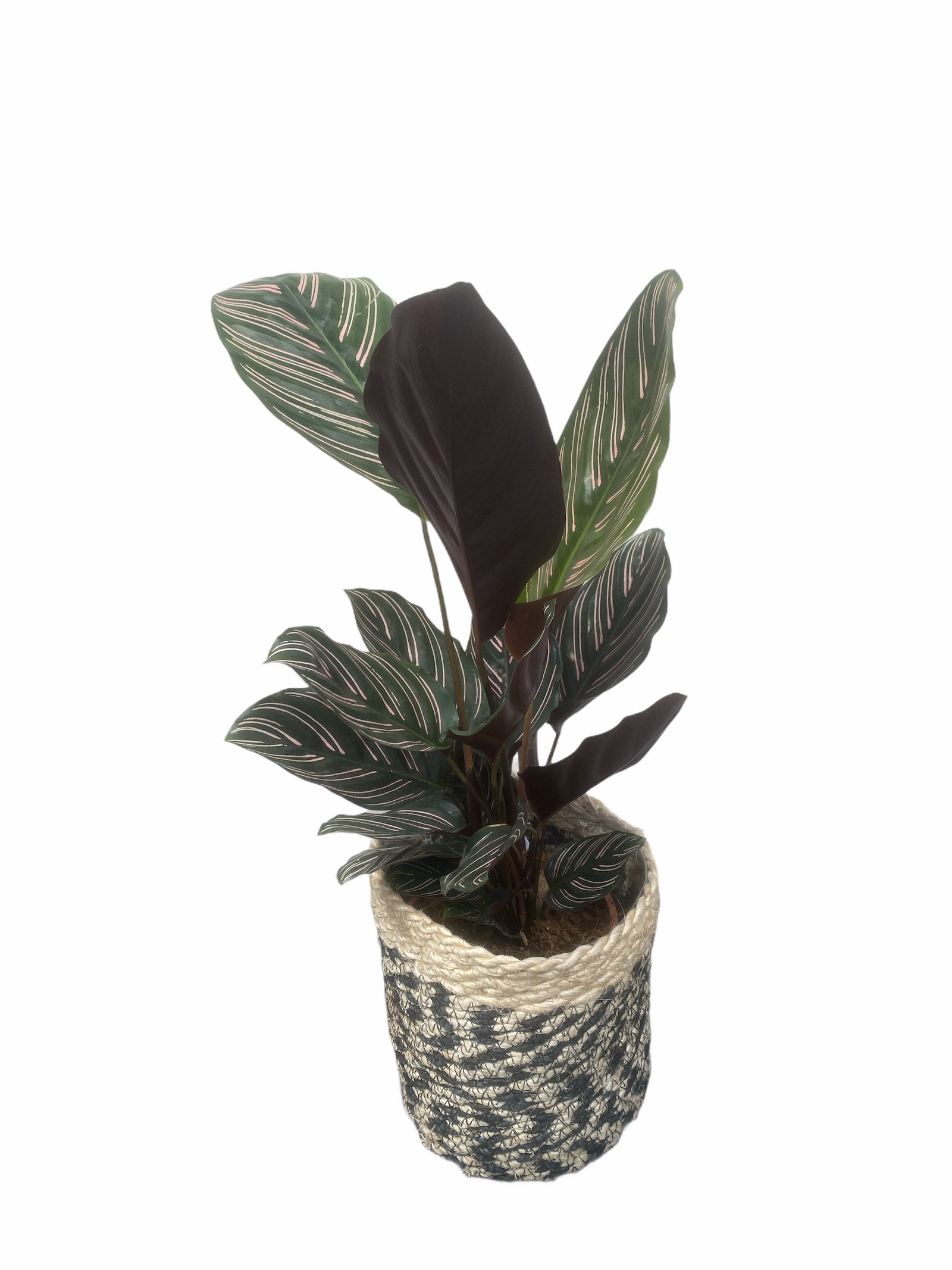 Commonly known as “Pin Striped Calethea” originally grow on the floors of the jungles Watering : Can leave to dry out slightly between watering up to 2 inches of soil