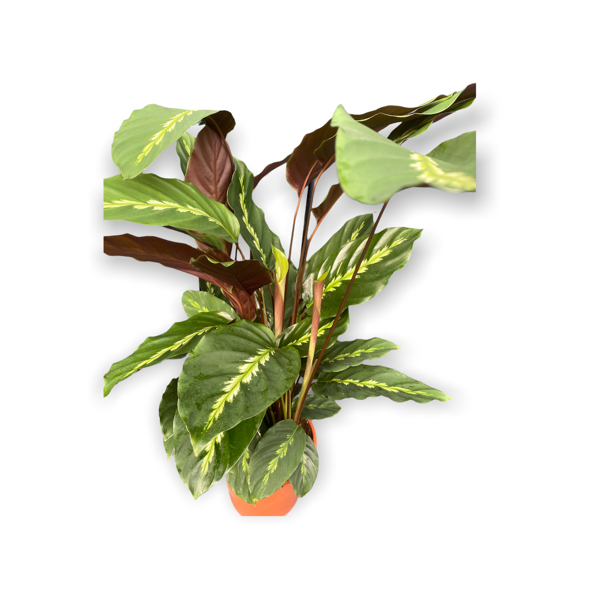 Calethea Plant - Maui Queen