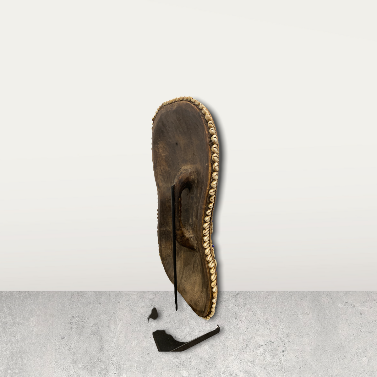 Cameroon Shield Cowrie shell Flower