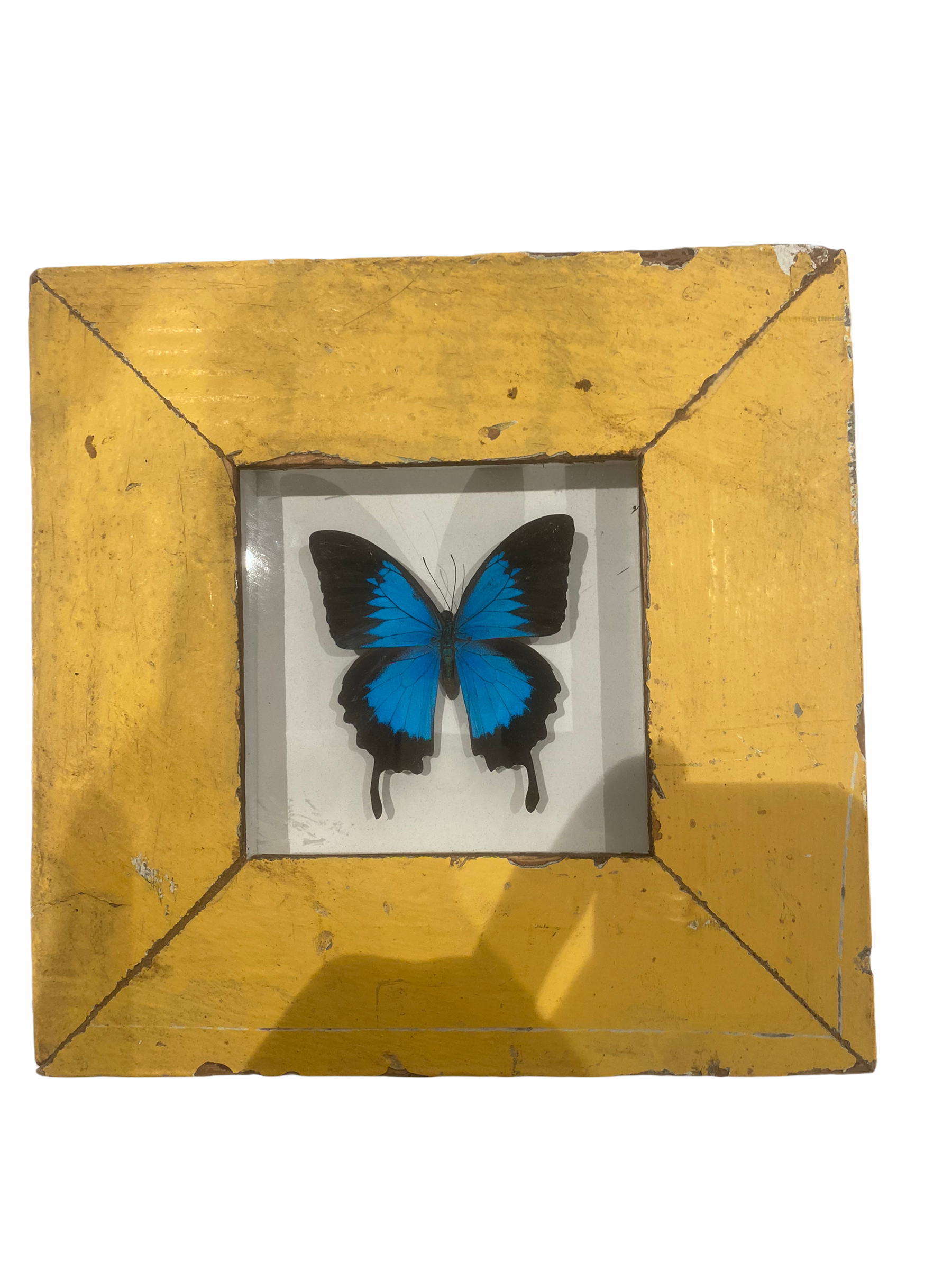 Butterfly in Yellow Frame