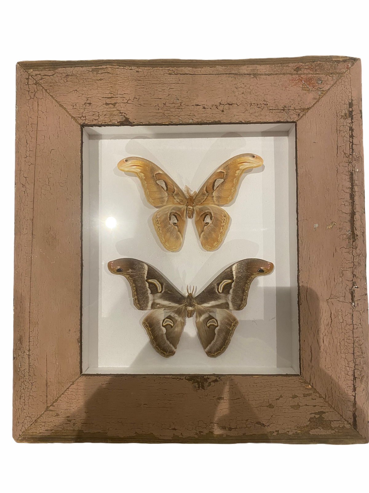 Large Butterflies in Natural Frame