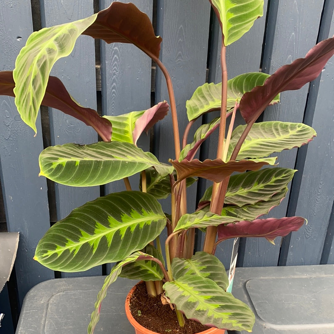 Calathea Jungle Velvet