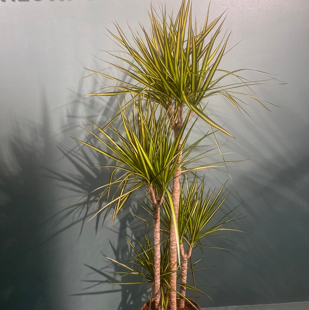 Dracaena Marginata - Dragon Tree - Large 150cm