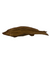 Driftwood Hand Carved Fish - (12.1) Med