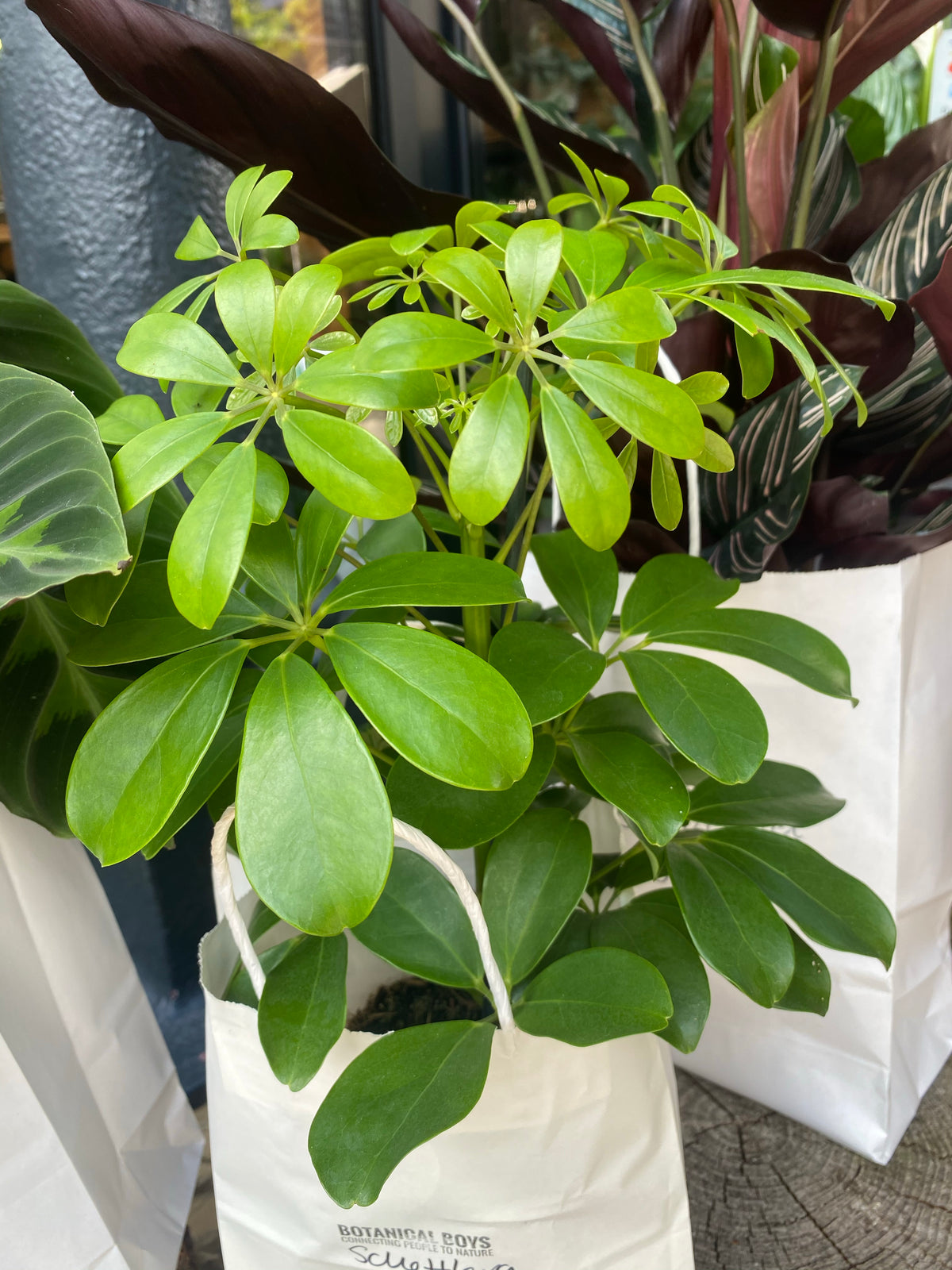 Schefflera Umbrella Plant