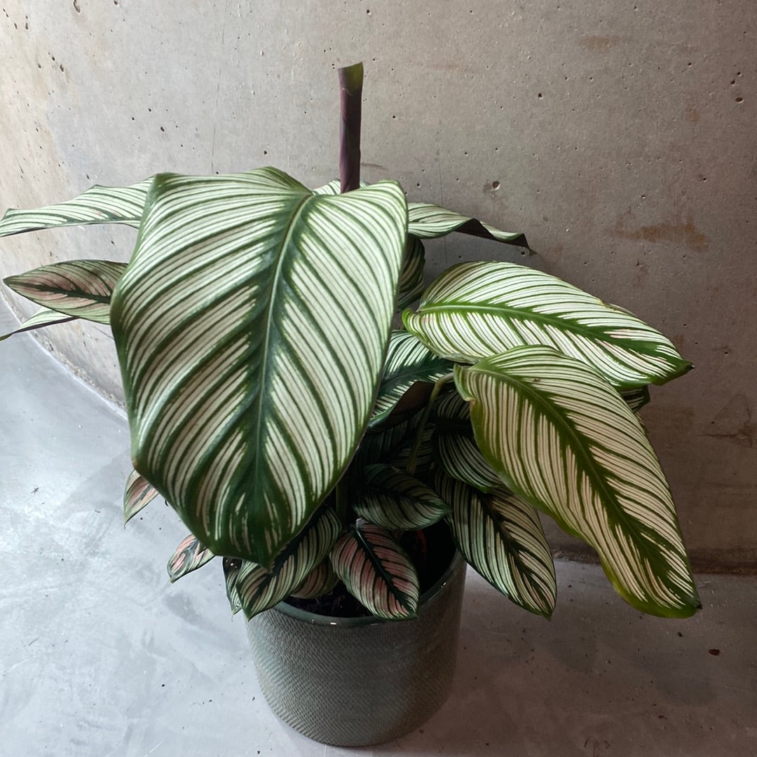 Calethea Prayer Plant - 50cm