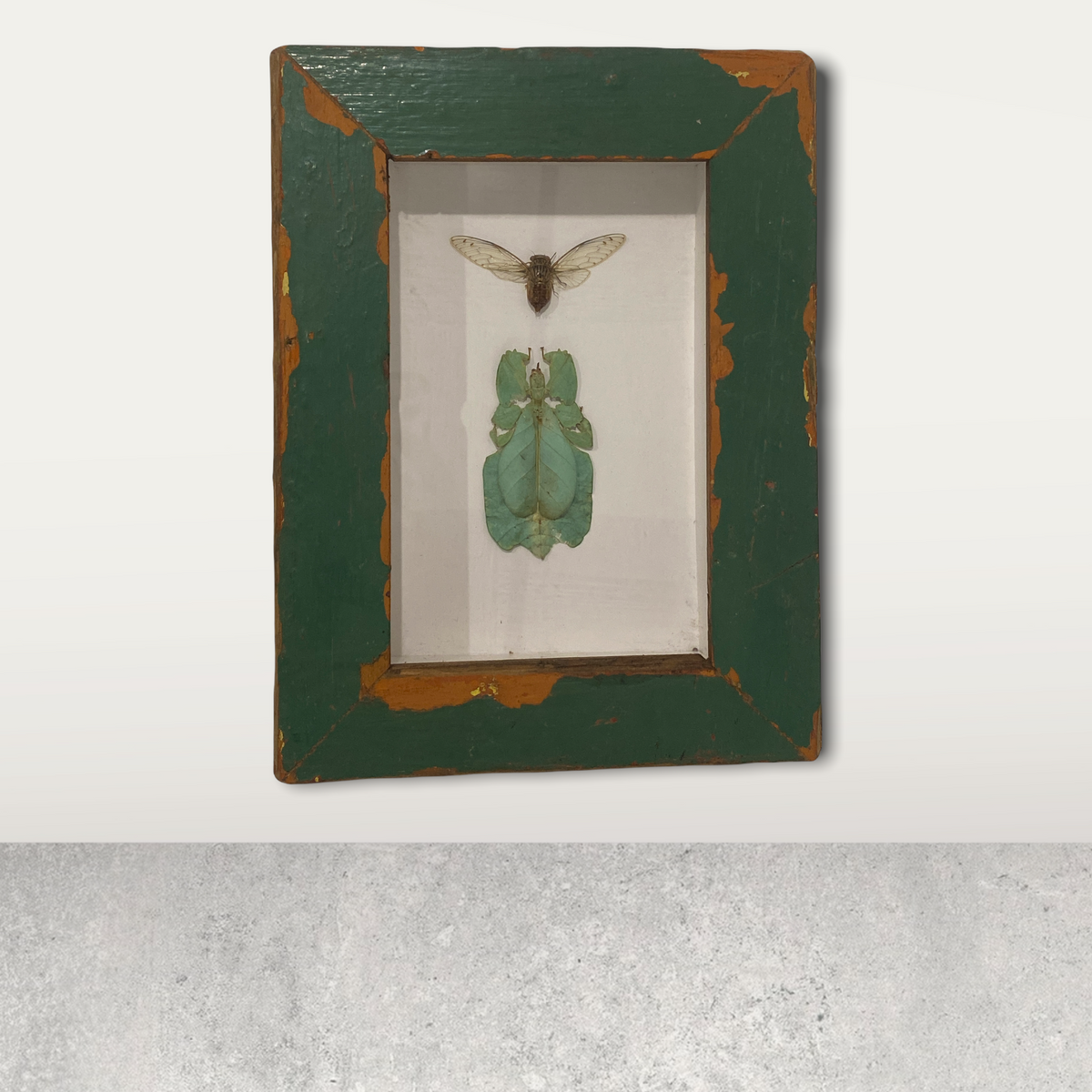 Leaf insect/ Phylliidae - wooden frame (110.1)