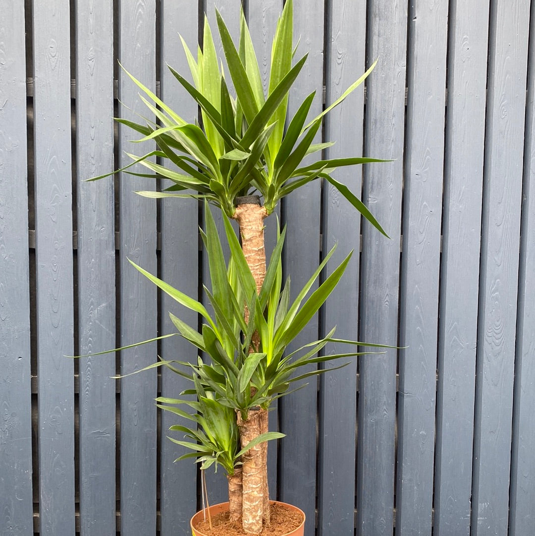 Yucca Tree 120-130cm