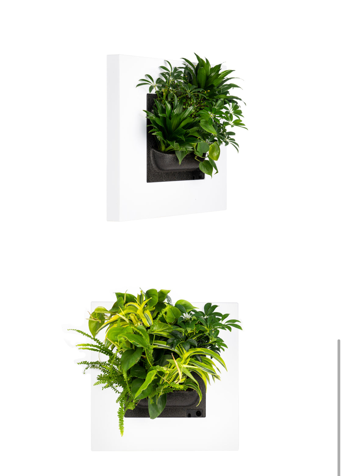 Live Picture Frame - White