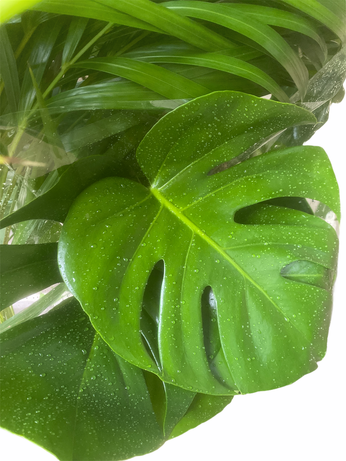 Monstera