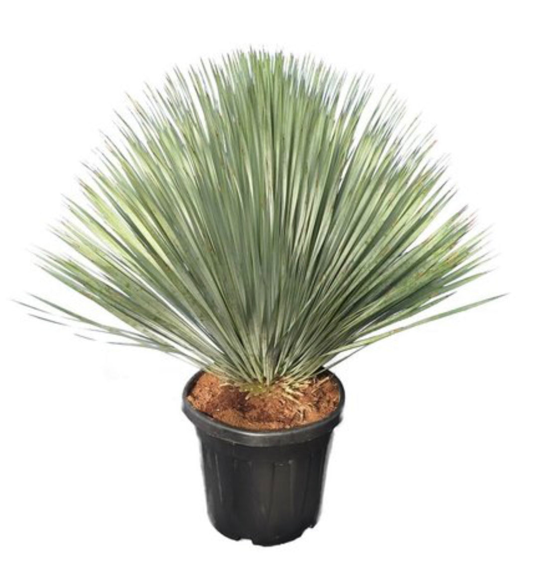 Yucca Rostrata 27cm