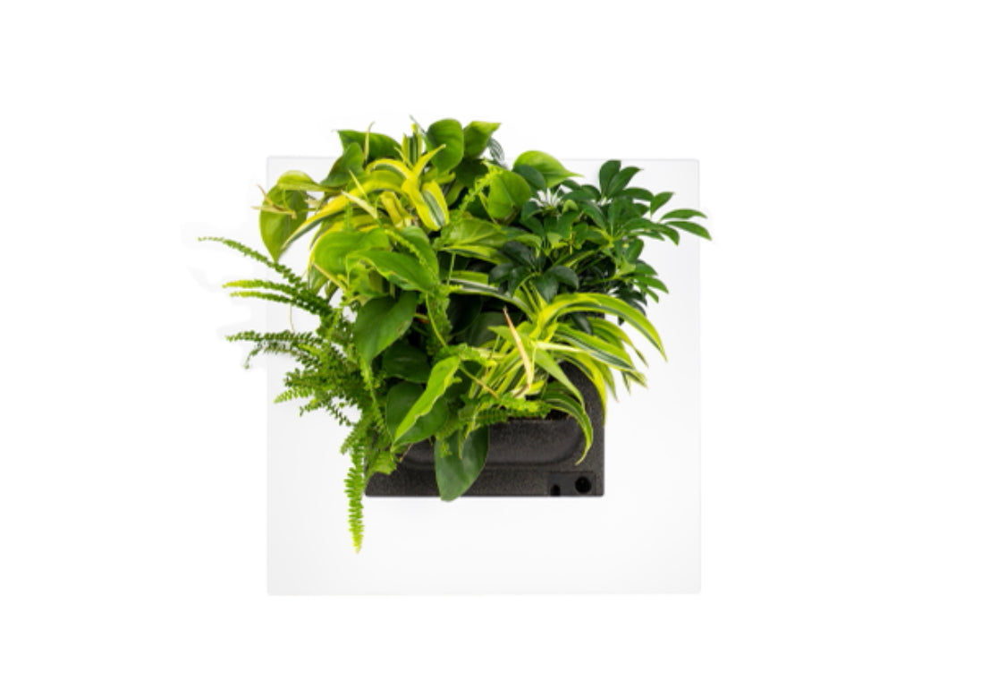 Live Picture Frame - White