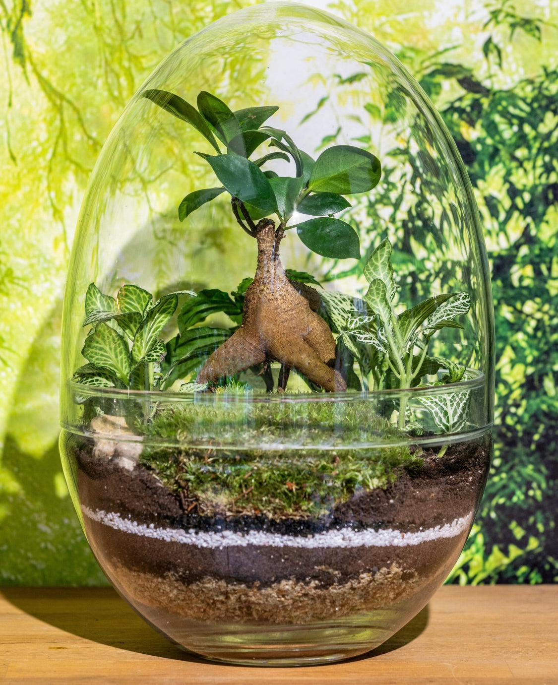Glass egg terrarium kit - Medium 24cm
