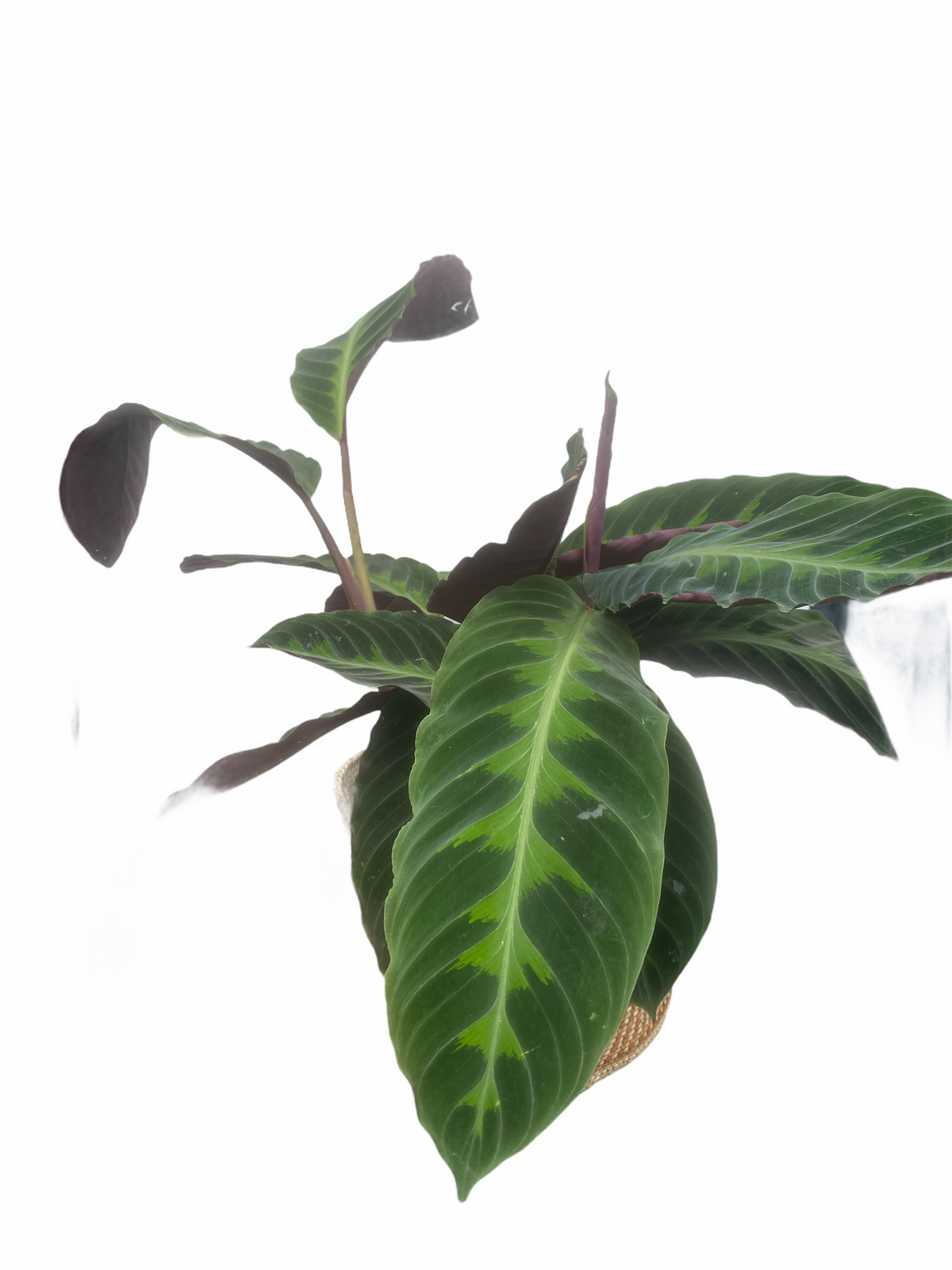 Calathea Jungle Velvet