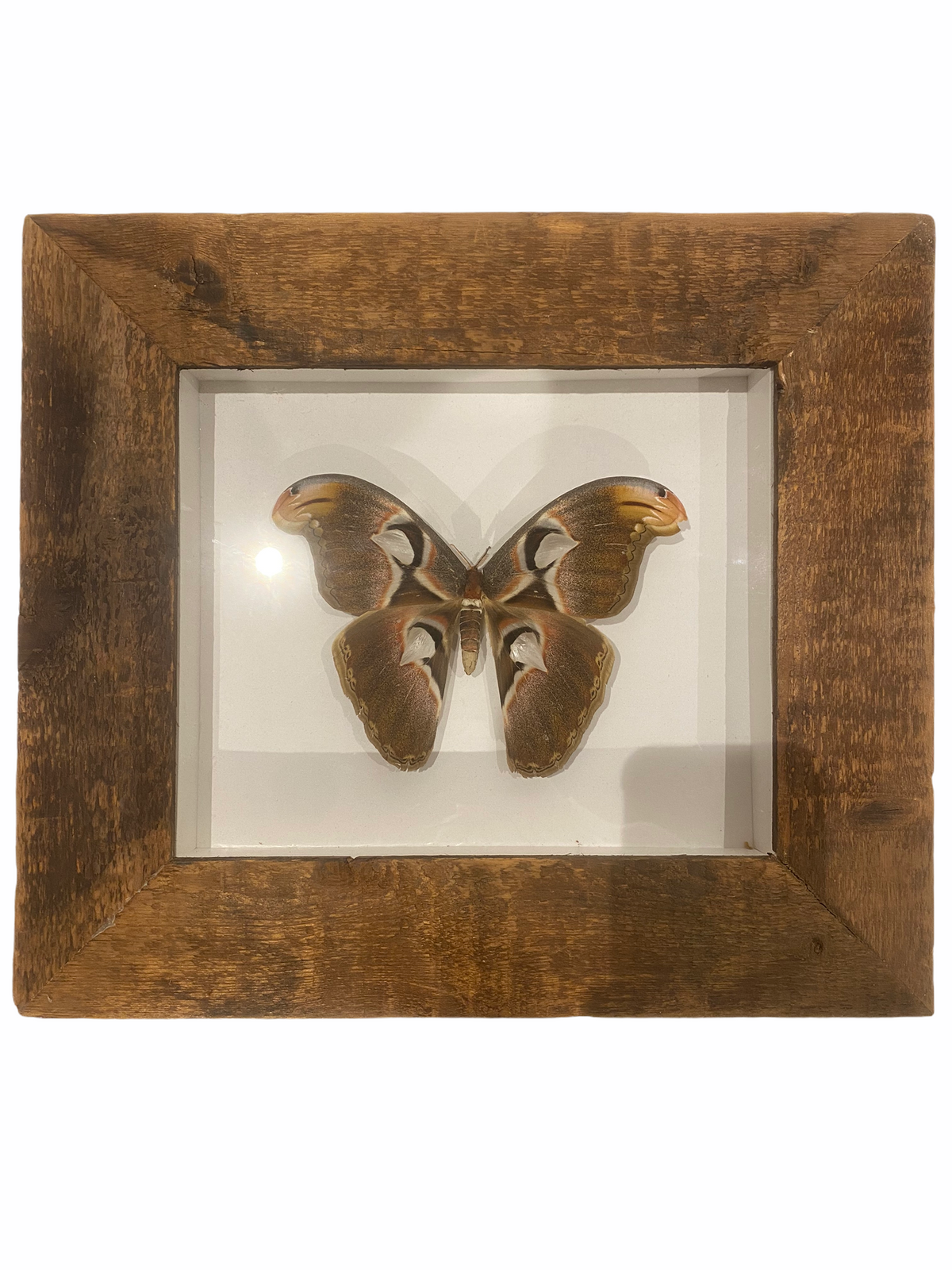 Large Butterfly in Natural Frame
