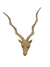 Swazi Hand carved Buck Head Kudu - (44) med