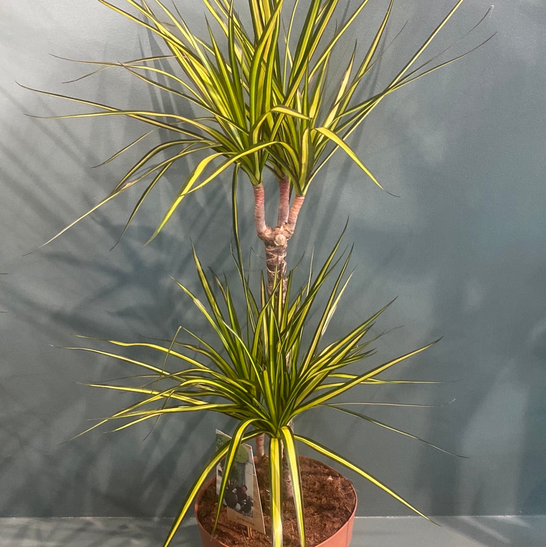 dracaena 'marginata sunray' Dracaena Marginata - Dragon Tree - 85cmh
