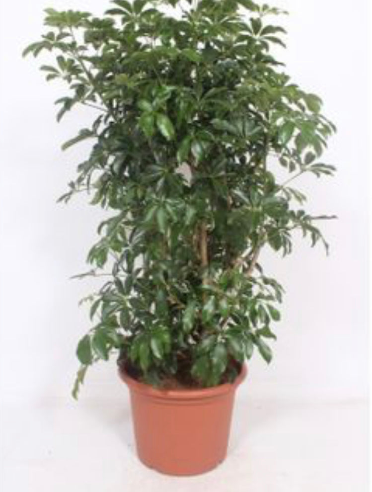 Schefflera Compacta tree 160cmH