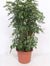 Schefflera Compacta tree 160cmH