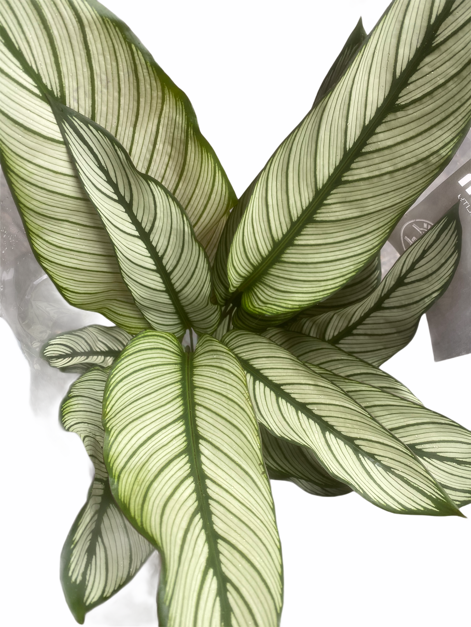 Calethea Prayer Plant