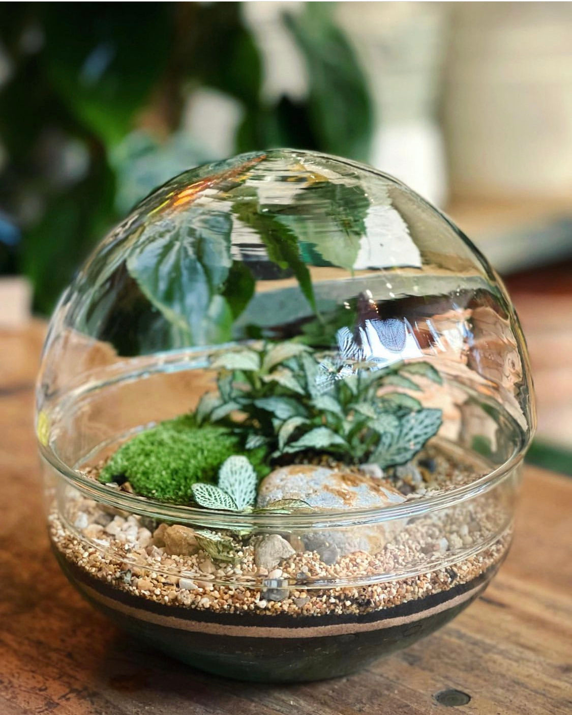Terrarium Class with upgrade - A beautiful hand blown glass Earth Globe terrarium, easy to plant and looks very elegant once filled with plants and moss