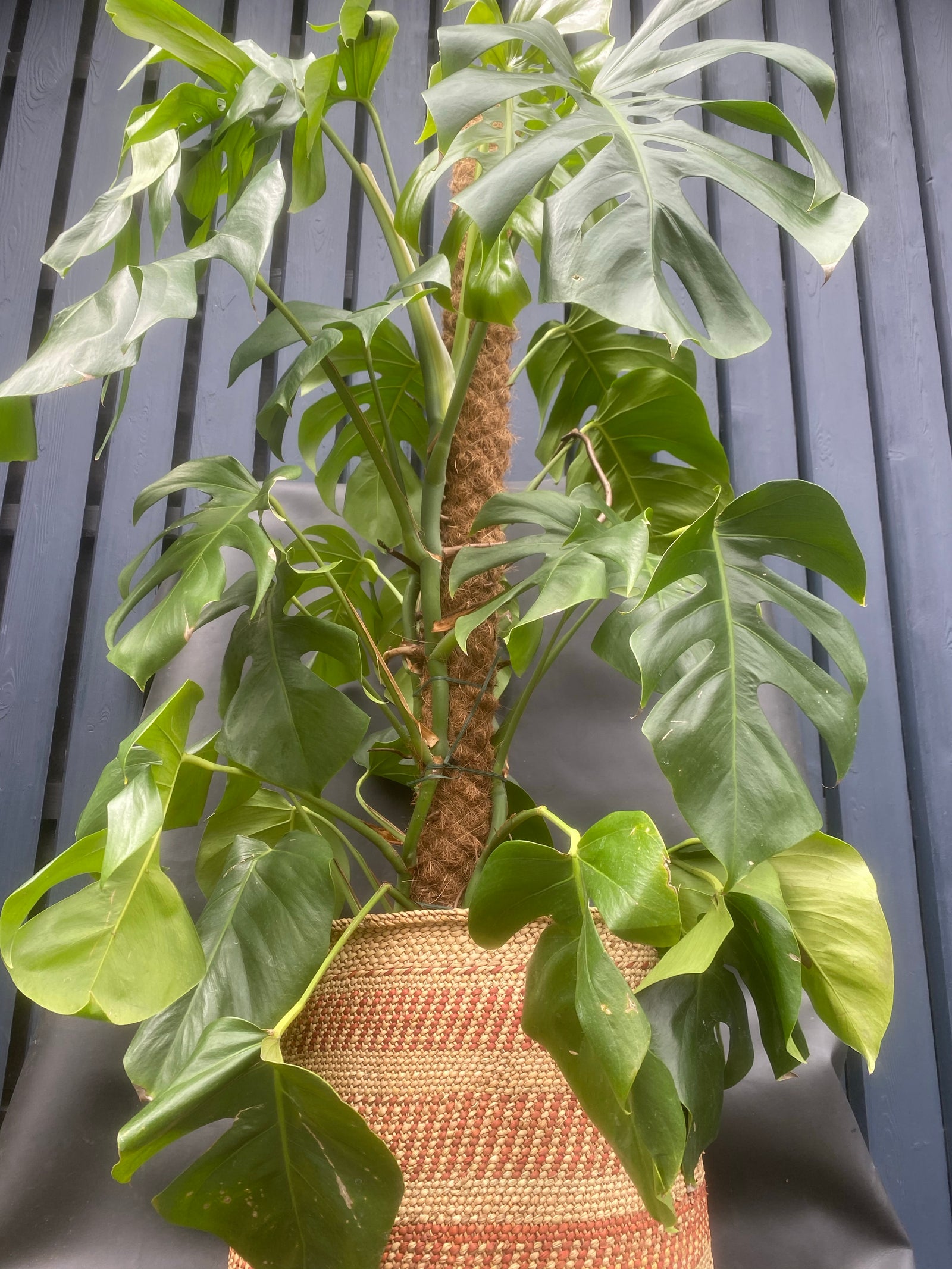 Monstera