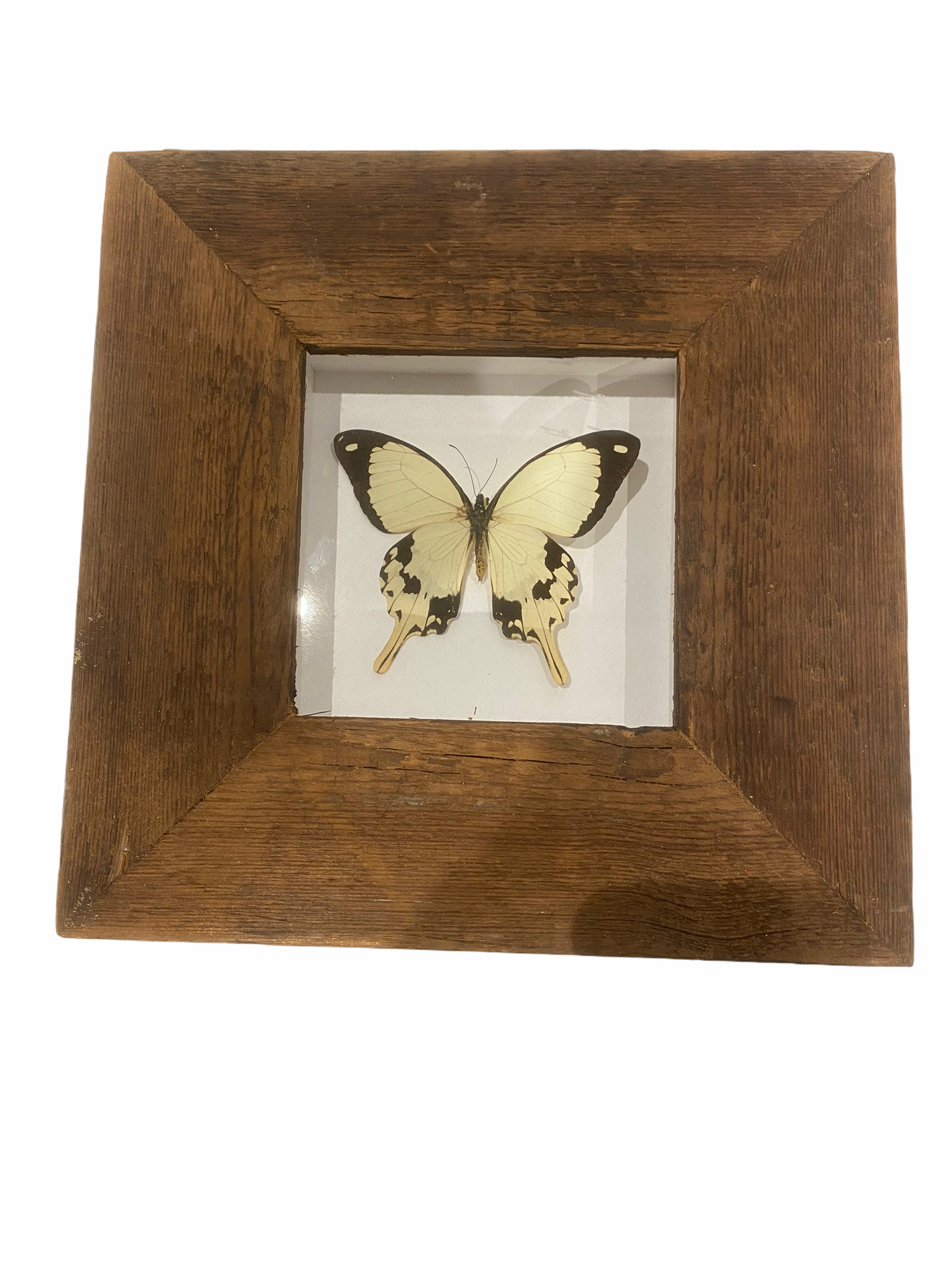 Butterfly in Natural Frame