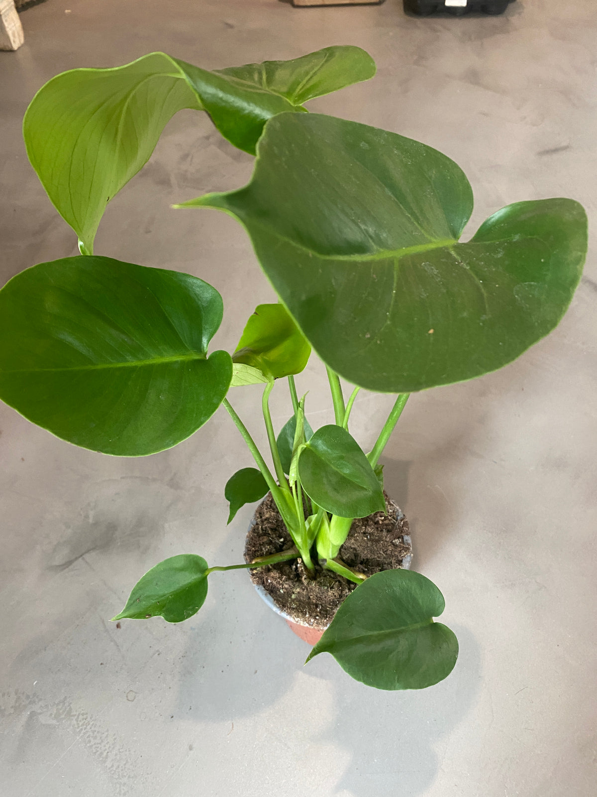 Monstera - Small 12x50cm