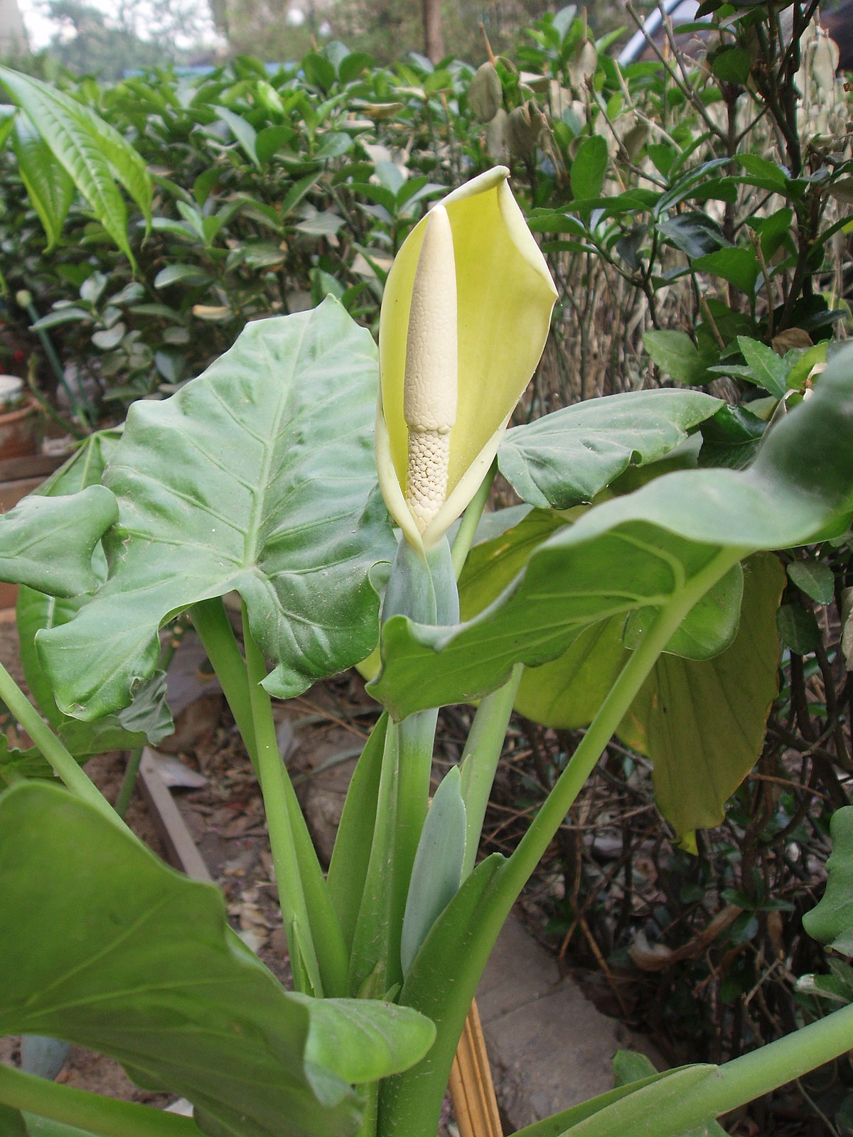 Alocasia  Macrorrhizos - 17cm x 80cmH