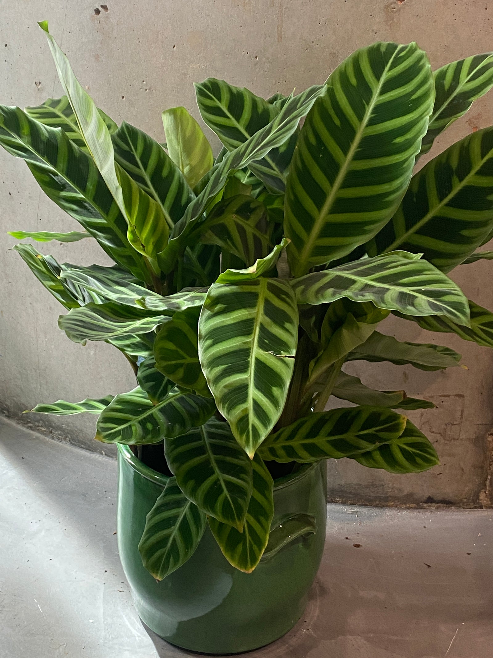 Calethea Prayer Plant