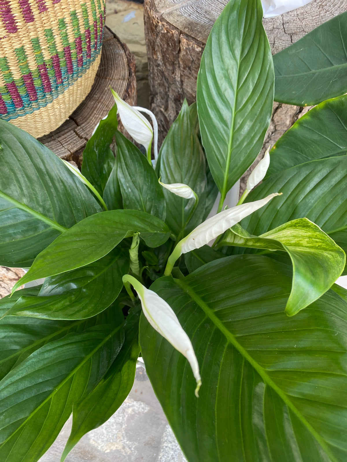 Peace Lilly (Spathiphyllum)