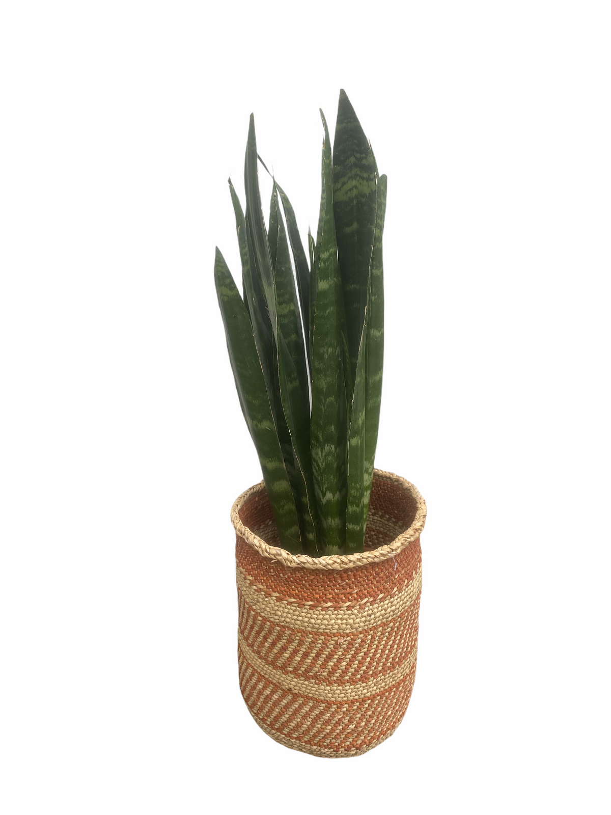 Sansevieria - dark green
