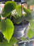 Philodendron - Heart Leaf - S