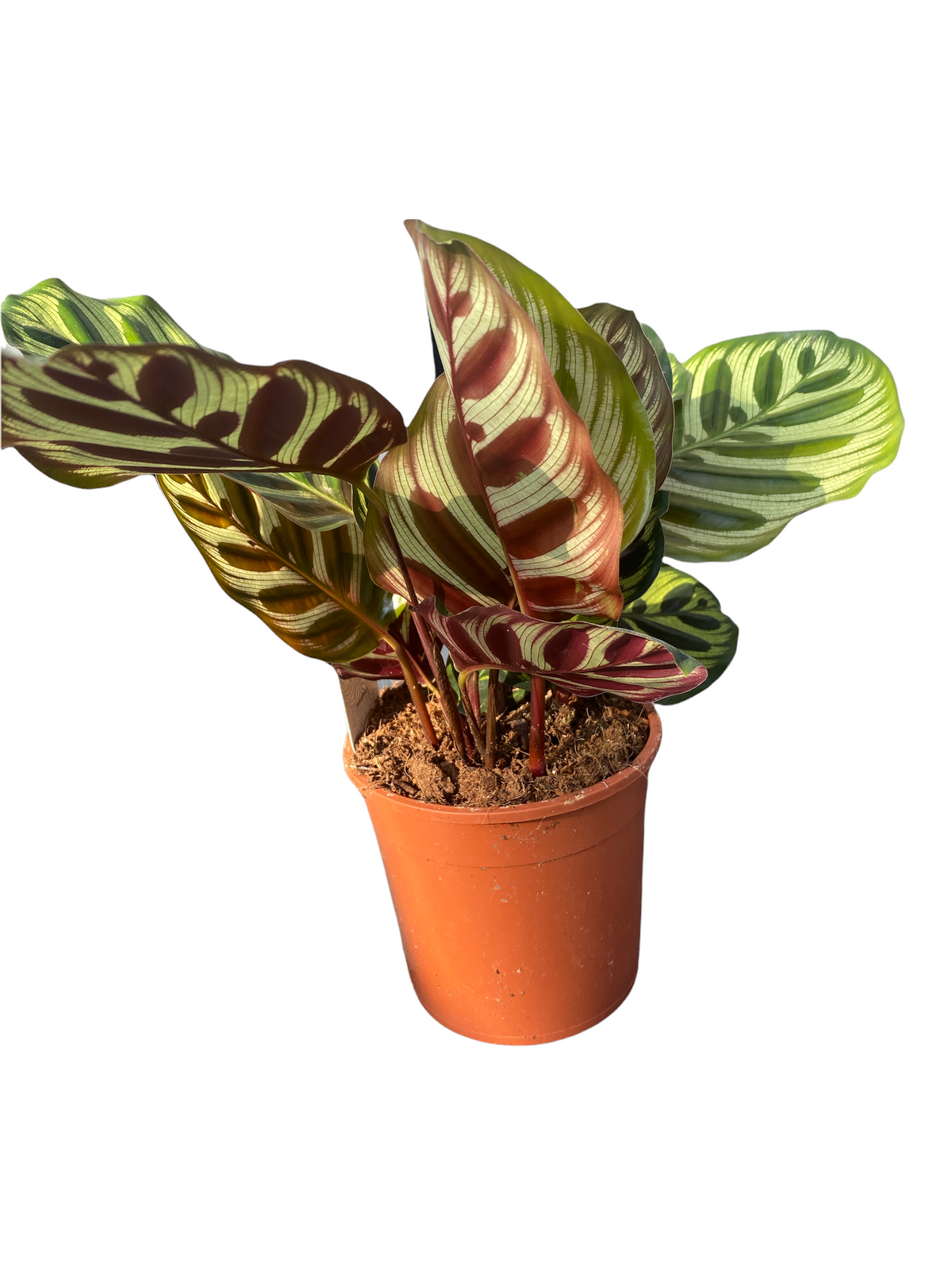Calethea Prayer Plant