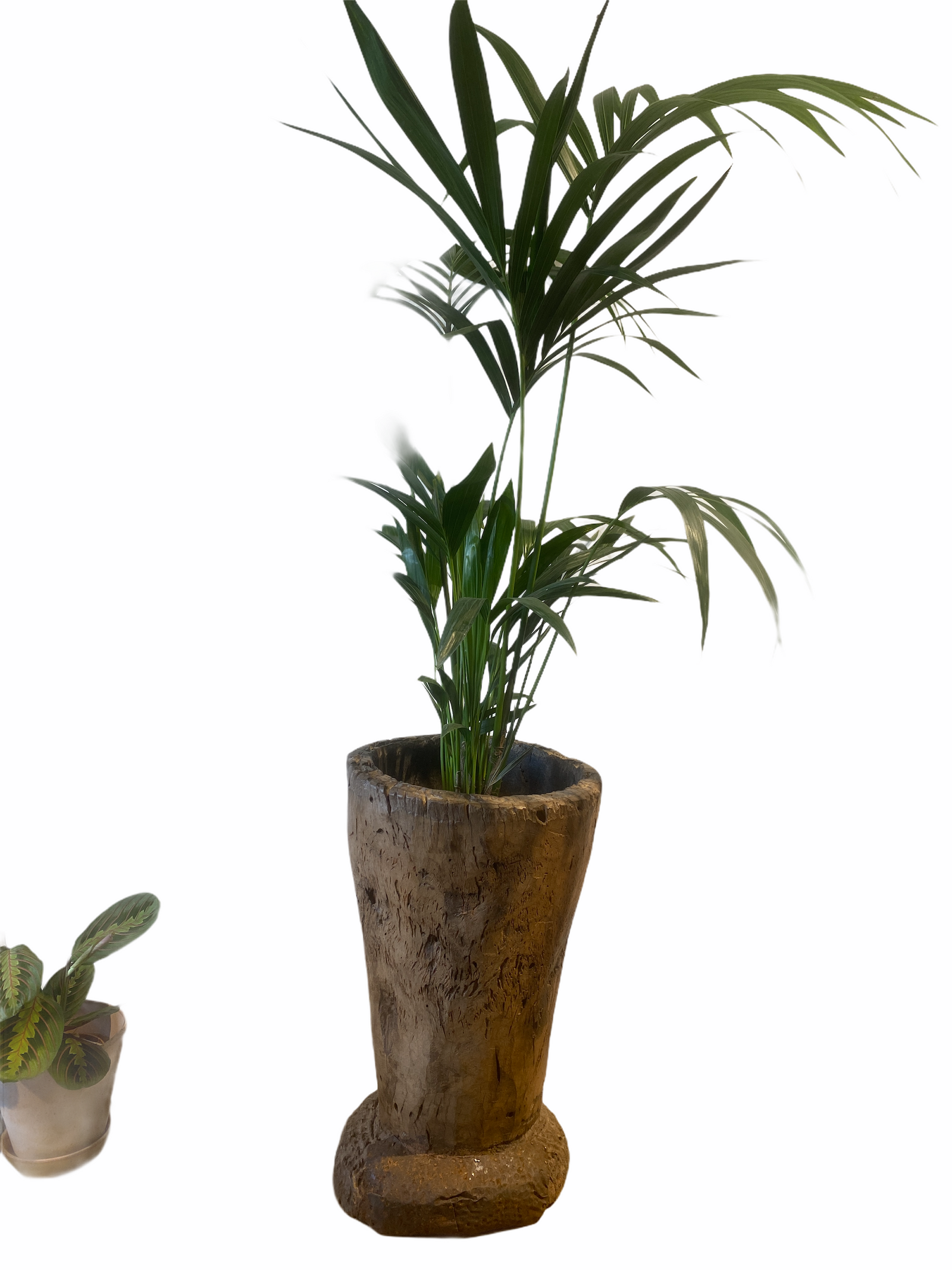 African Grain Stomper