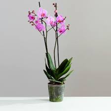 Orchid - Phalaenopsis Pink range
