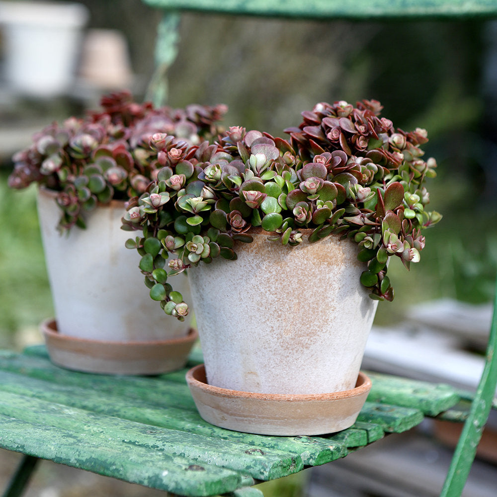 Julie Plant Pot and Saucer - Antique Rosa