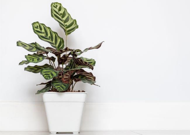 Marantacae -  Prayer Plant